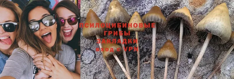 Галлюциногенные грибы Psilocybine cubensis  Кяхта 