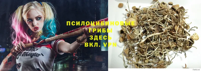 Псилоцибиновые грибы Magic Shrooms Кяхта